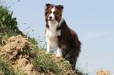 BORDER COLLIE 547